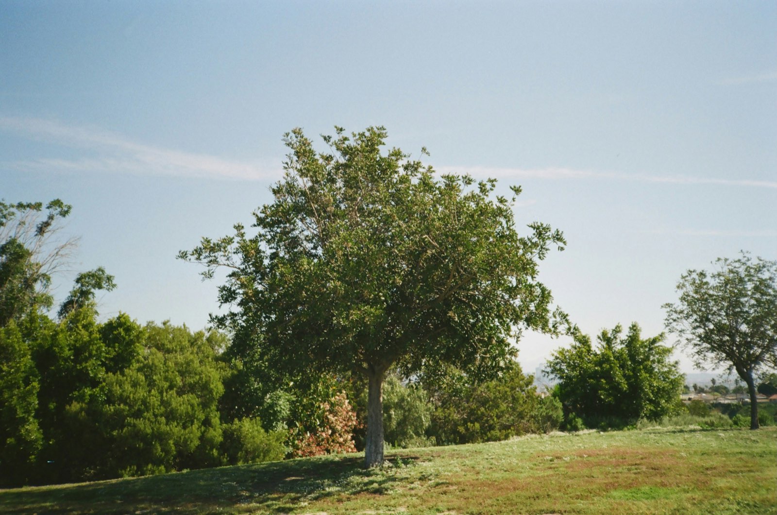 Southwest Tree crew and equipment on location