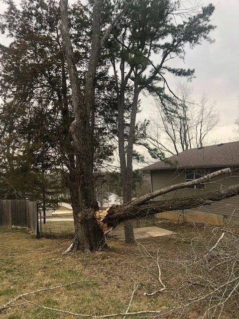 Southwest Tree crew working in tree canopy, Clever Missouri