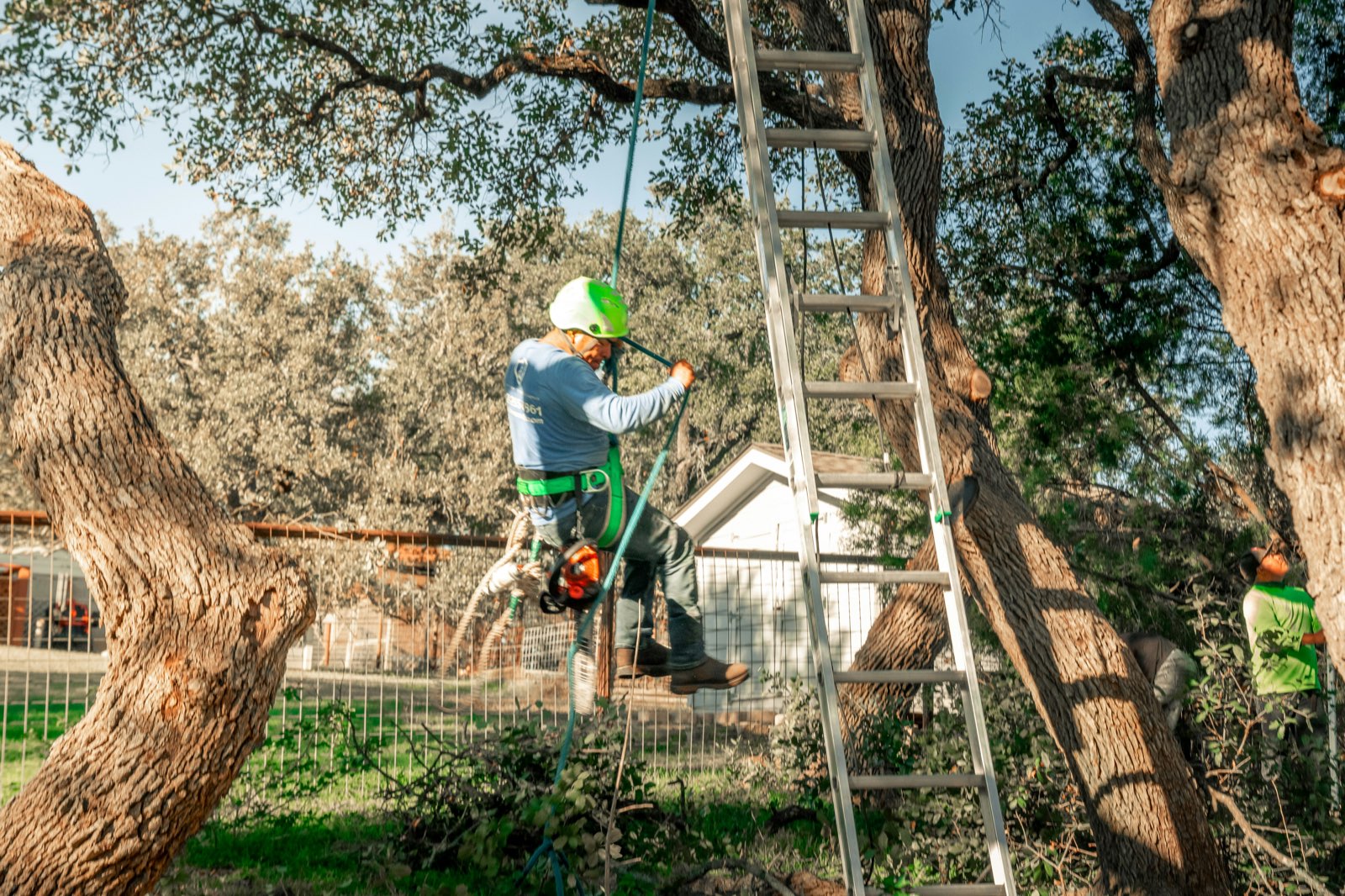 Southwest Tree team working on a residential tree project