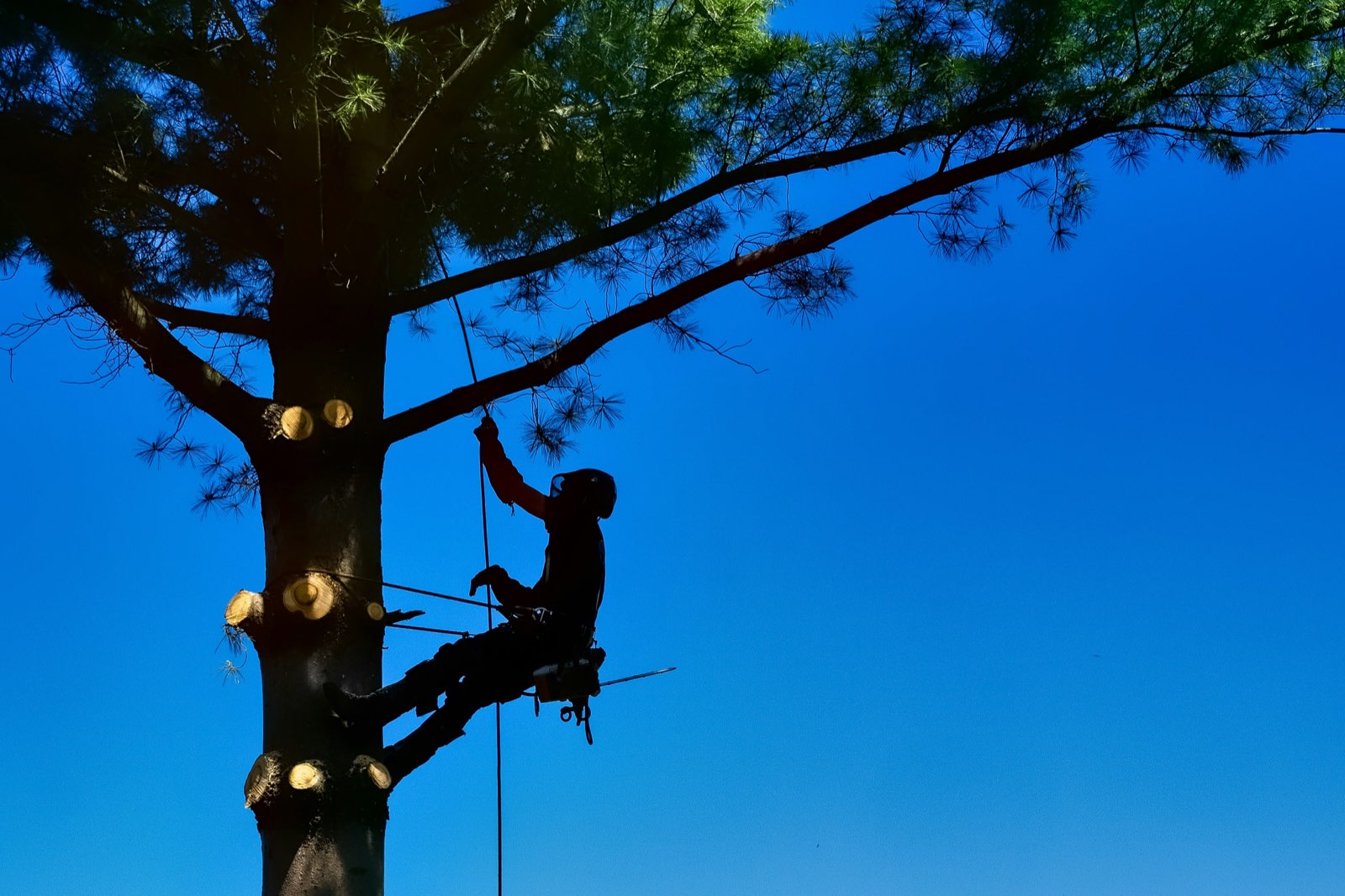 Right of way clearing — Southwest Tree clearing powerline corridor