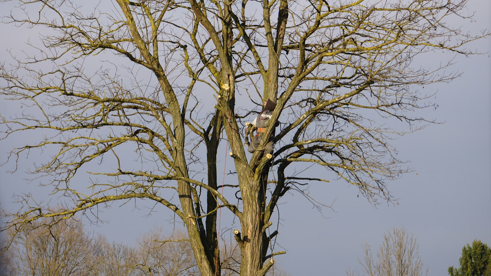 Tree pruning services — Southwest Tree crew trimming branches