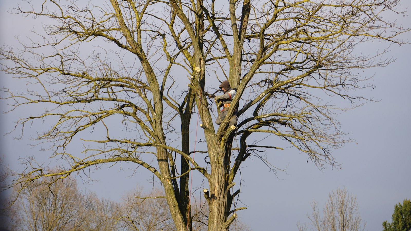 Tree removal services — Southwest Tree crew safely removing a large tree